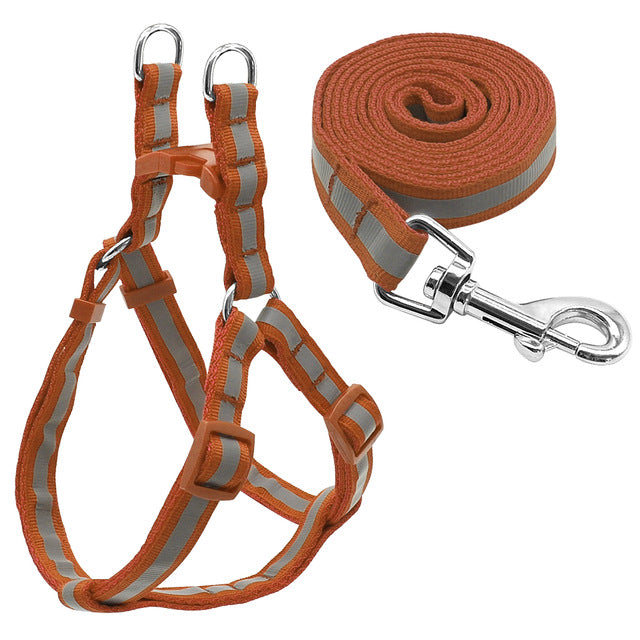 Harness and Leash