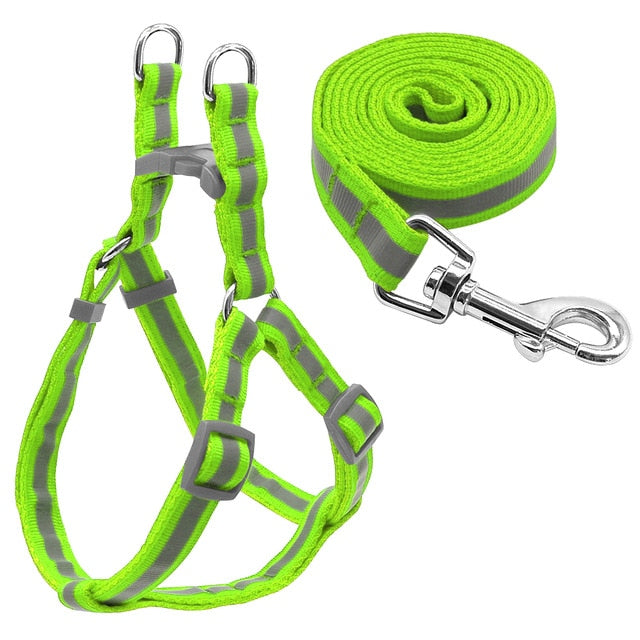 Harness and Leash