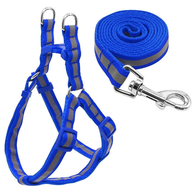 Harness and Leash