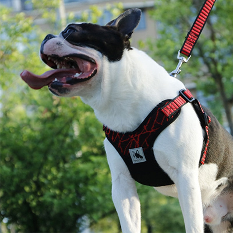 Sport Dog Harness