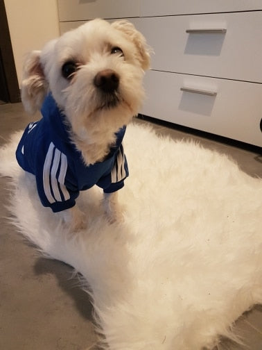 adidogs sweater