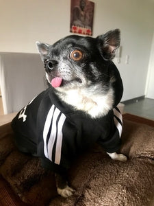 adidogs sweater