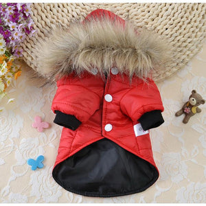 Chihuahua Jacket